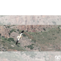 گونه کرکس مصری Egyptian Vulture